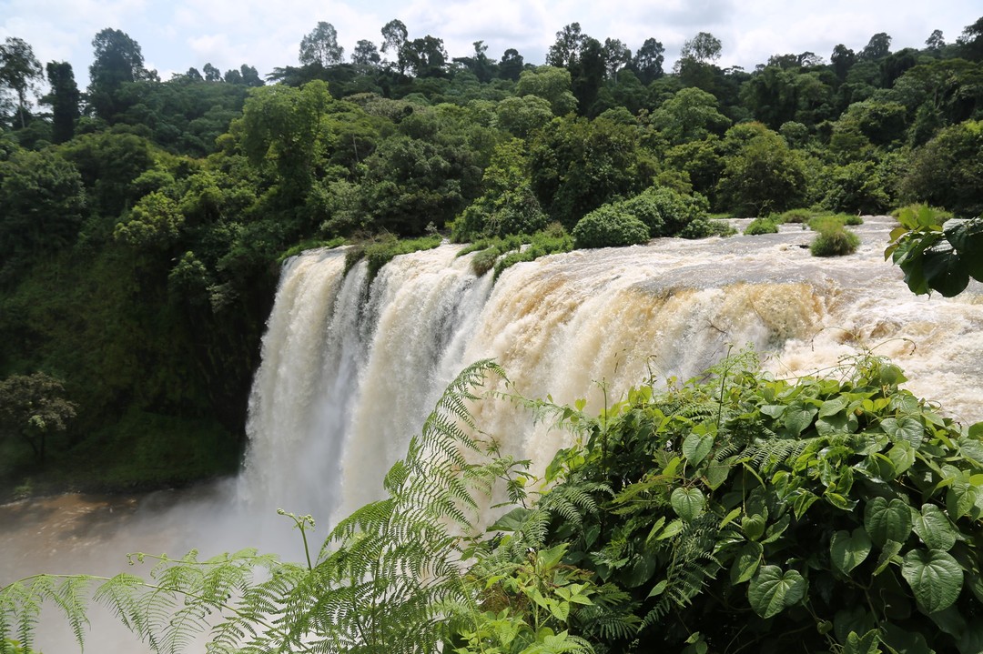 Illubabor coffee region