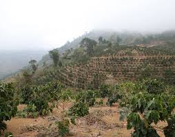 Nekemte coffee region
