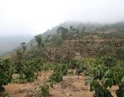 Nekemte coffee region